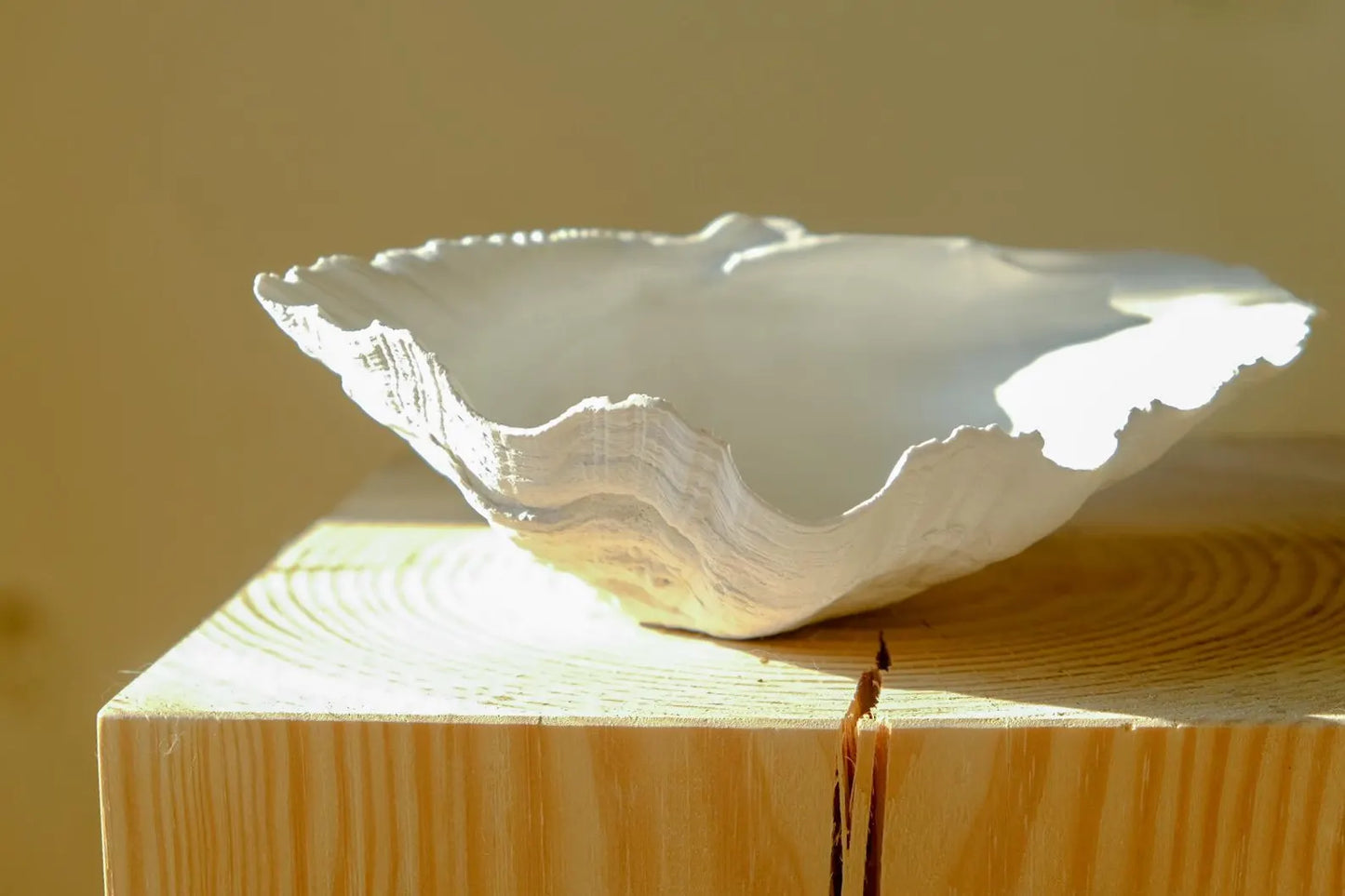 Shell Bowl / handmade / decoration